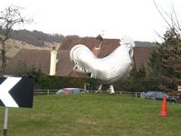 Dorking cock