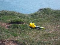 flowers at Beachy Head